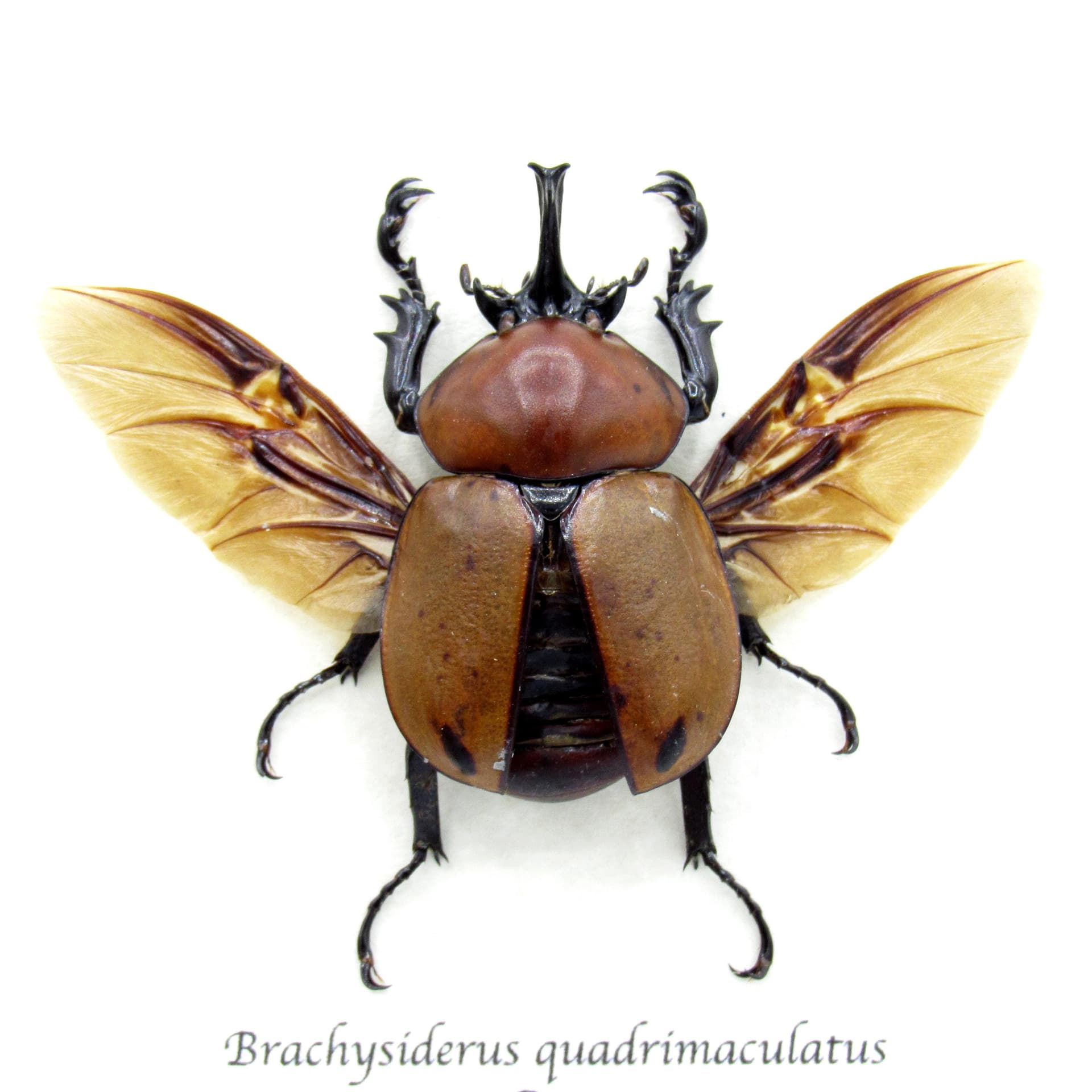Real Rhinoceros Beetle framed taxidermy - Brachysiderus quadrimaculatus