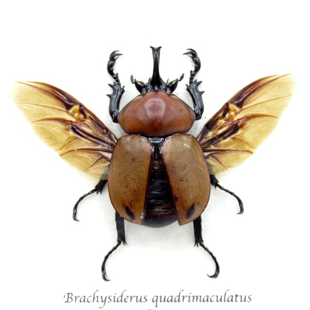 Real Rhinoceros Beetle framed taxidermy - Brachysiderus quadrimaculatus