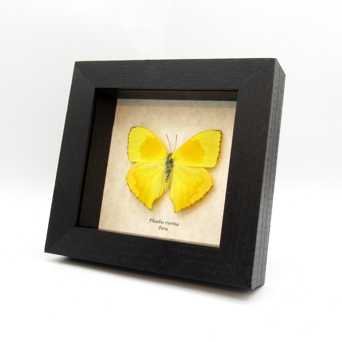 Real yellow Sulphur butterfly framed taxidermy - Phoebis rurina