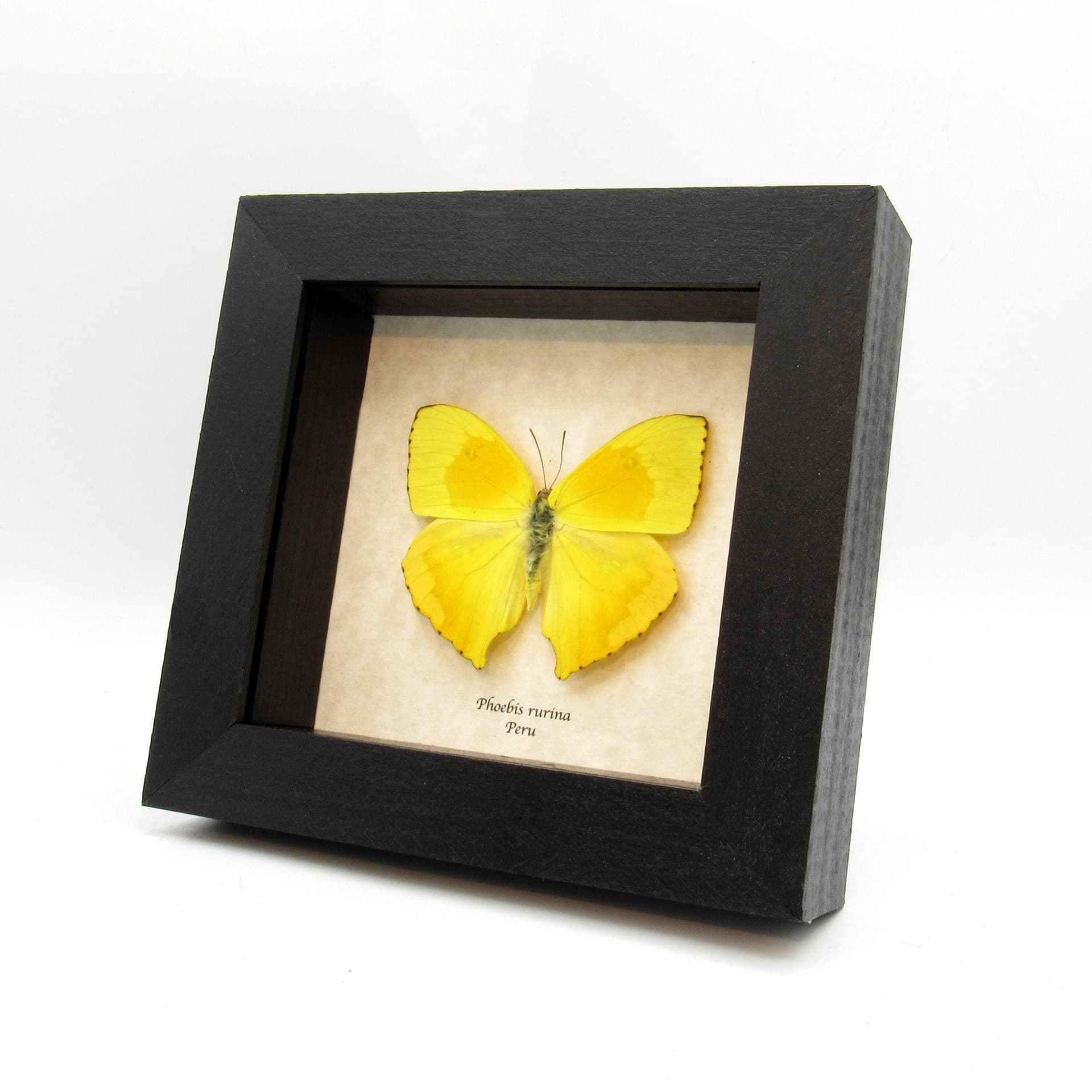 Real yellow Sulphur butterfly framed taxidermy - Phoebis rurina