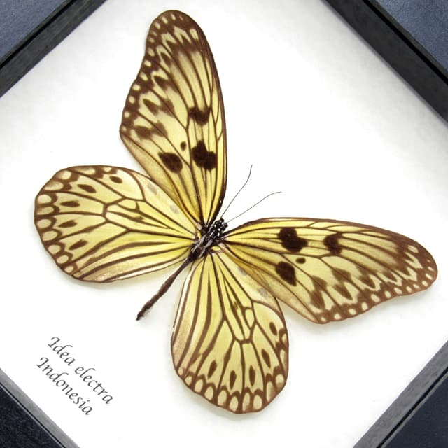 Rare Electra's Tree-Nymph butterfly framed taxidermy - Idea electra - XL female