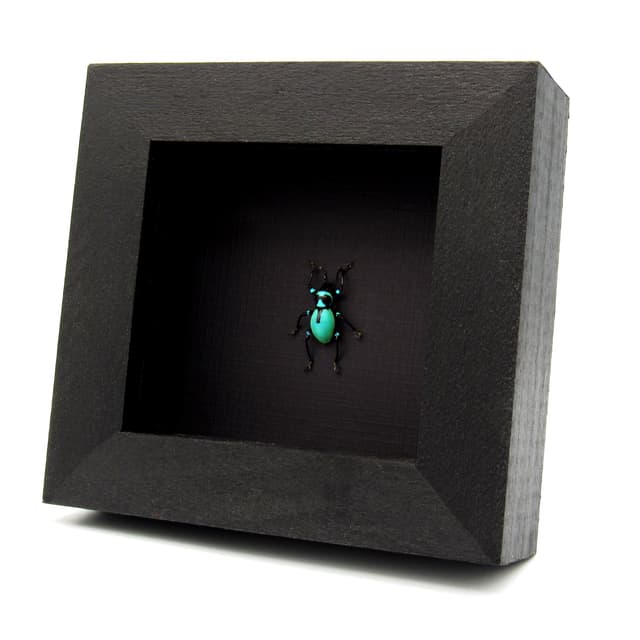 Rare blue weevil beetle framed specimen - Metapocyrtus caeruleus
