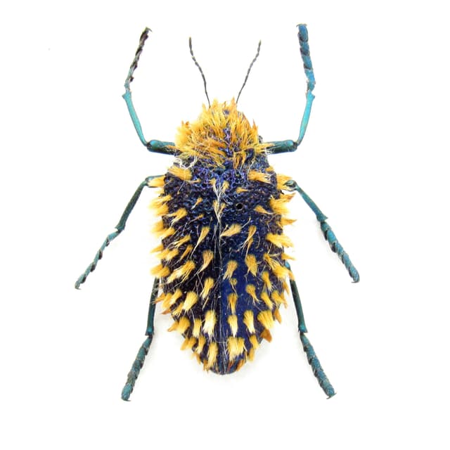 Real hairy blue Jewel beetle framed taxidermy - Julodis viridipes