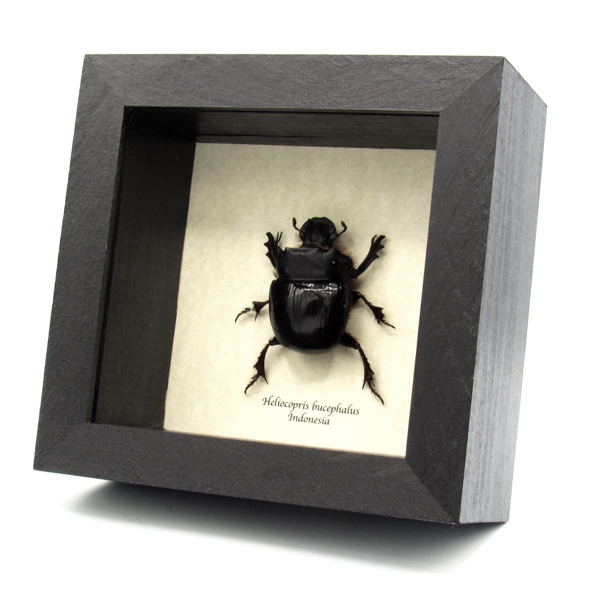 Real XL Dung Beetle framed taxidermy - Heliocopris bucephalus