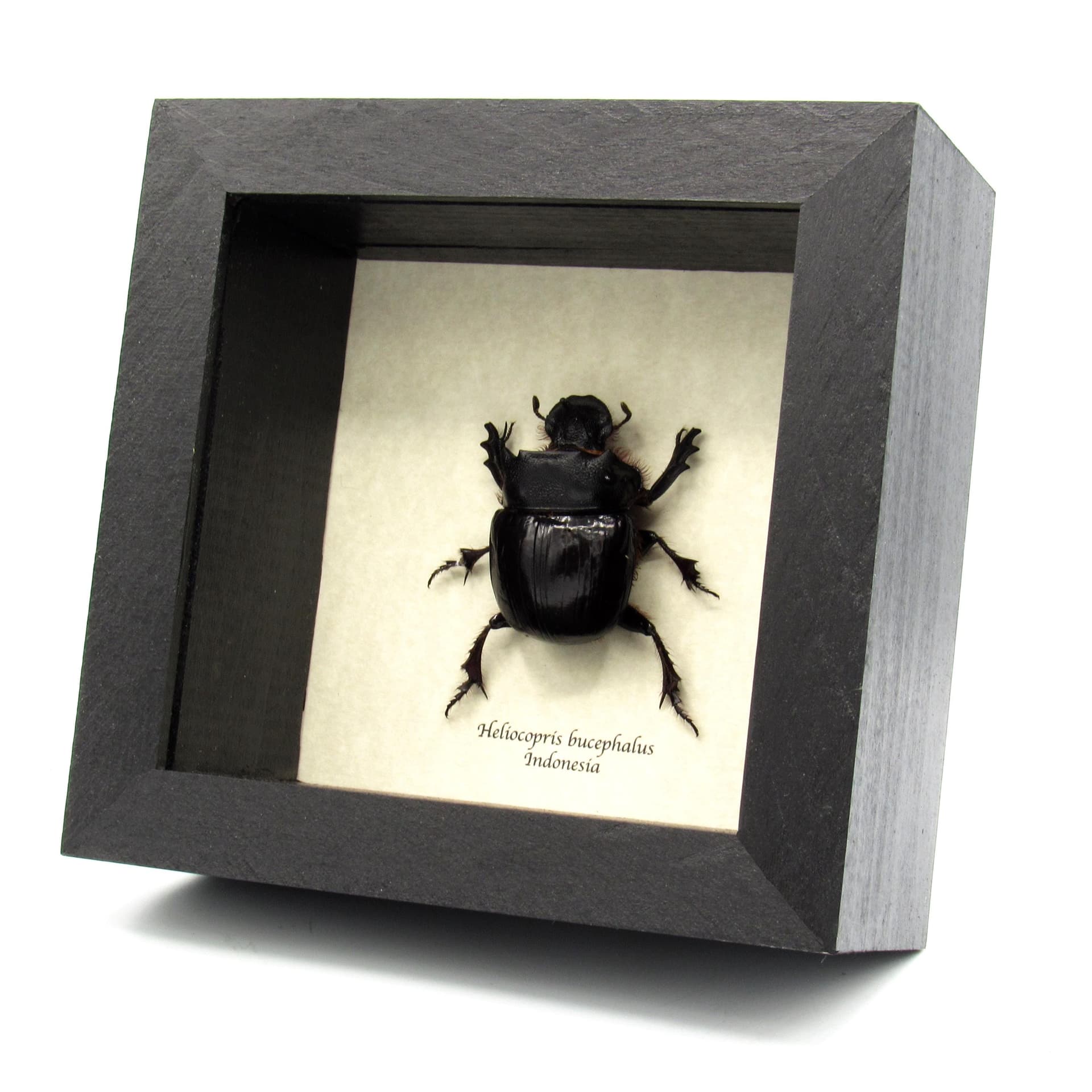 Real XL Dung Beetle framed taxidermy - Heliocopris bucephalus