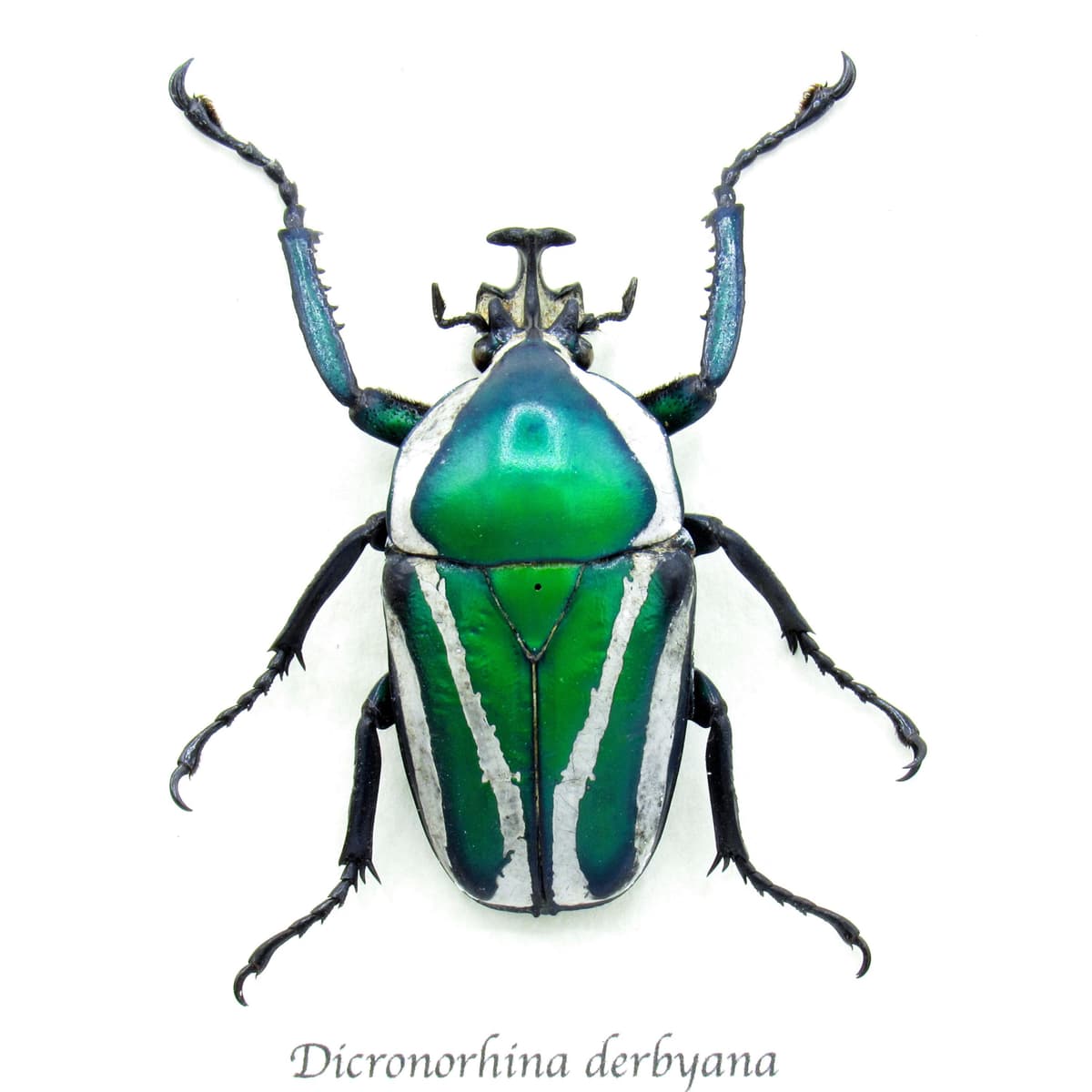Green metallic scarab beetle framed taxidermy - Dicronorhina derbyana - very large