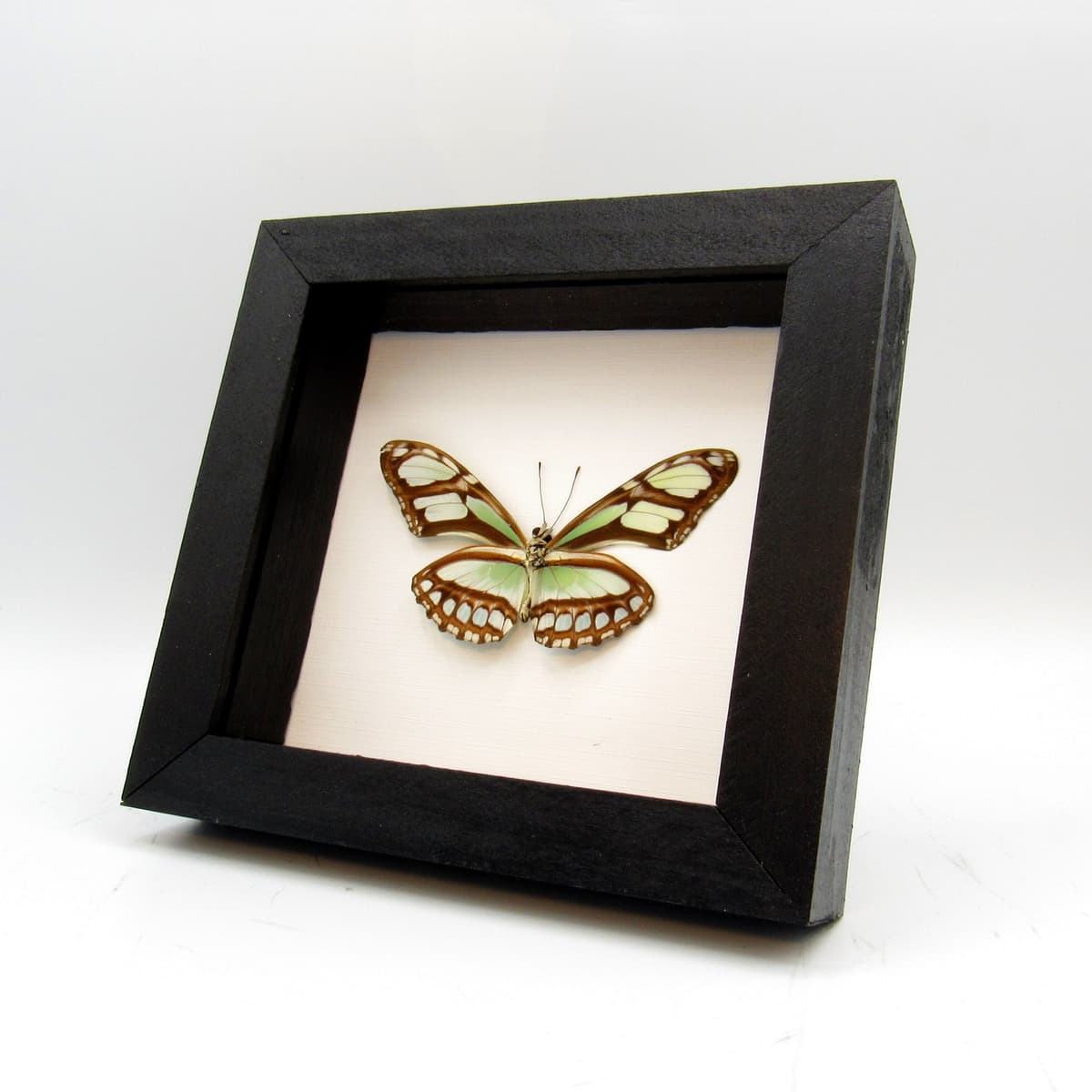 Real silver butterfly framed taxidermy - Philaethria dido