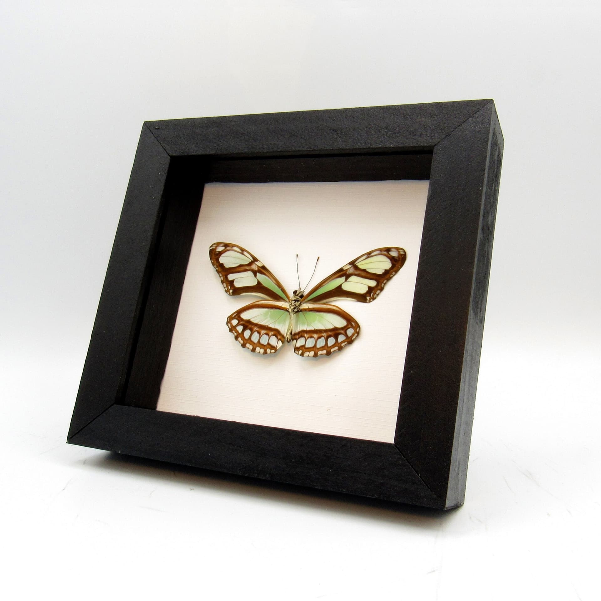 Real silver butterfly framed taxidermy - Philaethria dido
