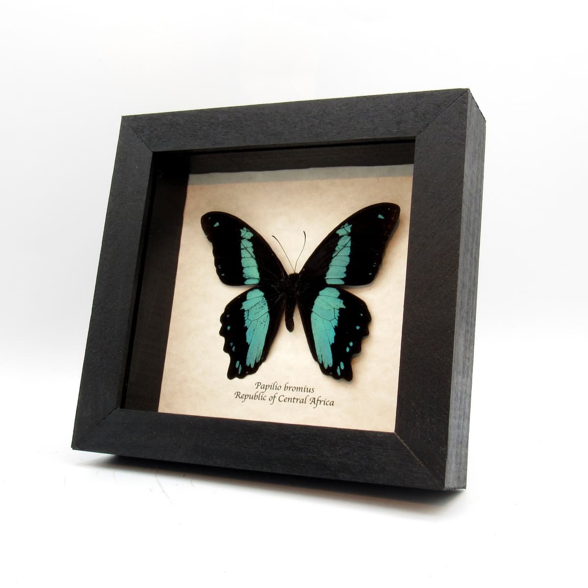 Real blue butterfly framed taxidermy - Papilio bromius