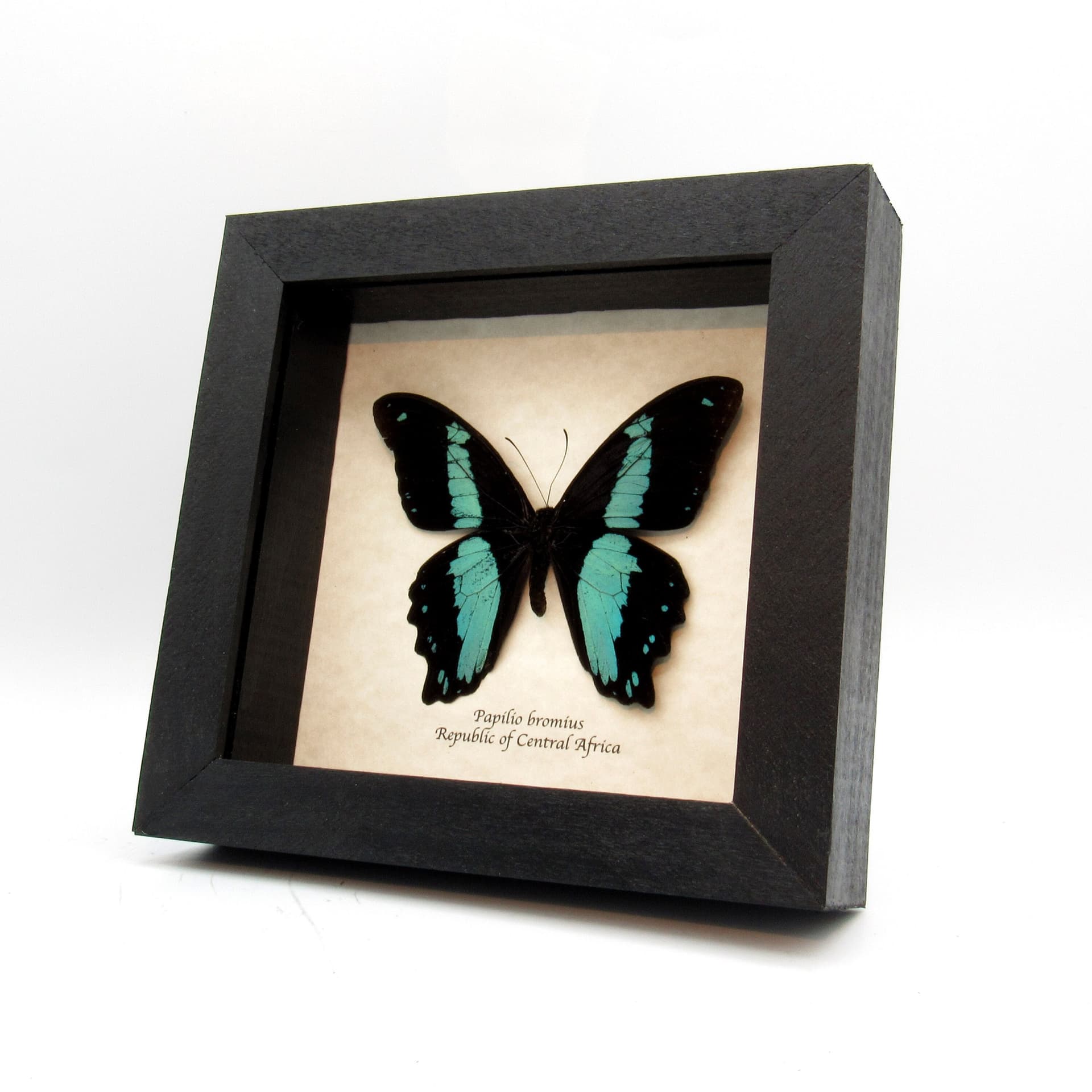 Real blue butterfly framed taxidermy - Papilio bromius