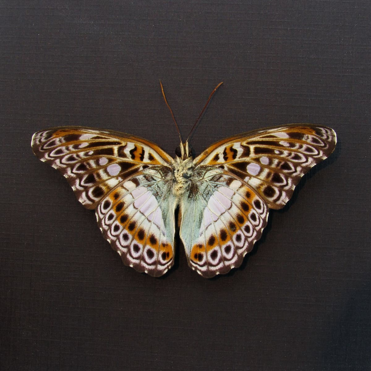Real lavender butterfly framed taxidermy - Moduza lymire - Victorian mount