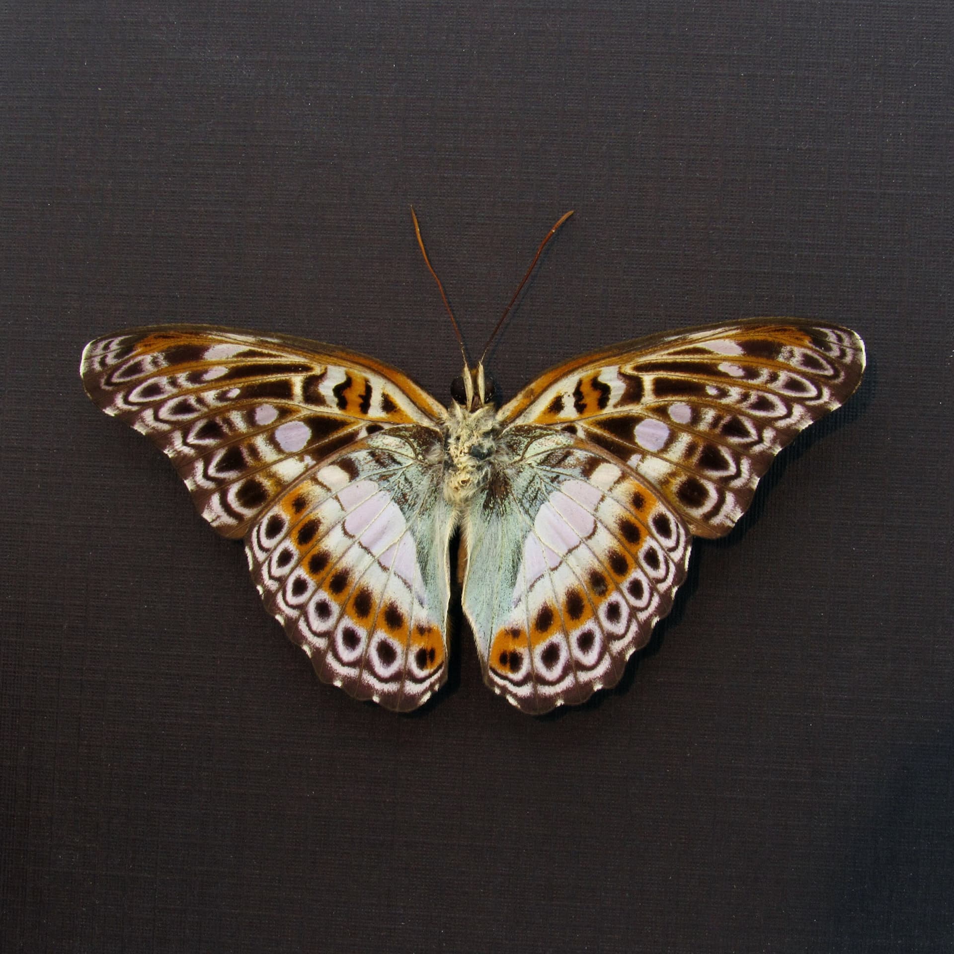 Real lavender butterfly framed taxidermy - Moduza lymire - Victorian mount