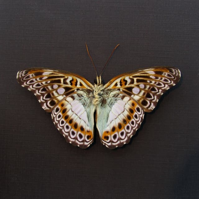 Real lavender butterfly framed taxidermy - Moduza lymire - Victorian mount