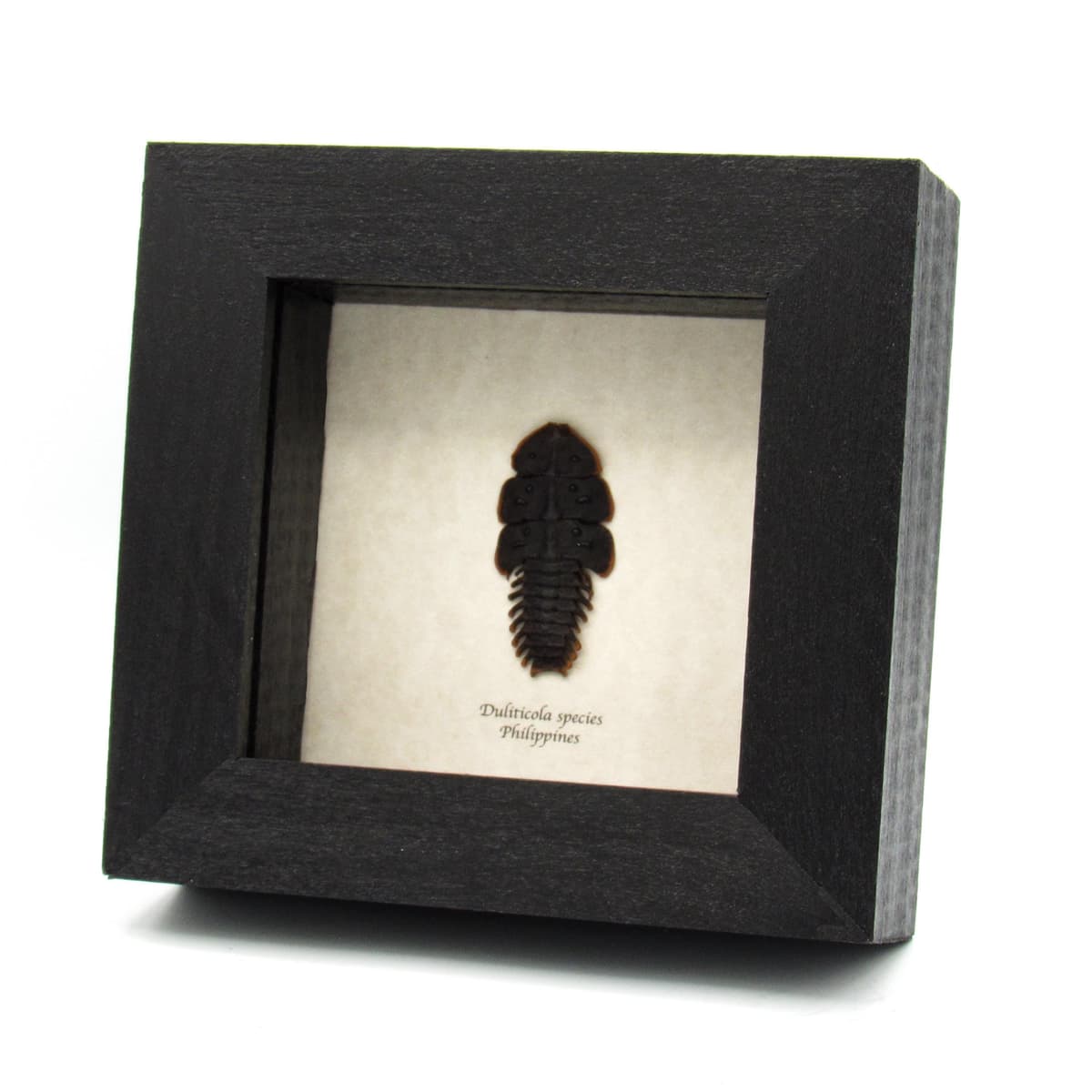 Real Trilobite beetle framed taxidermy - Duliticola species