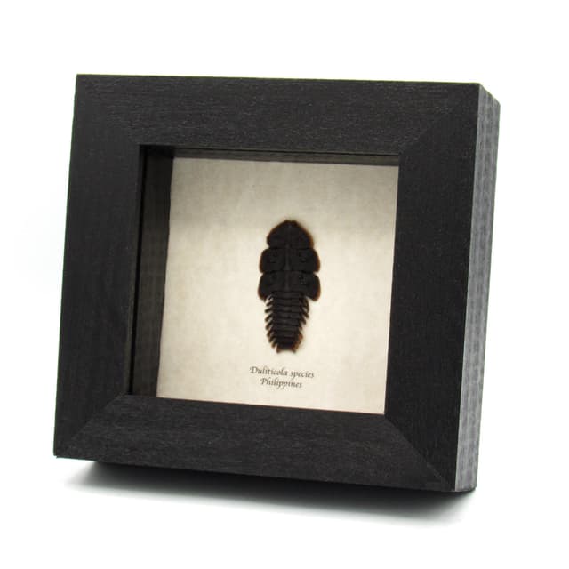 Real Trilobite beetle framed taxidermy - Duliticola species