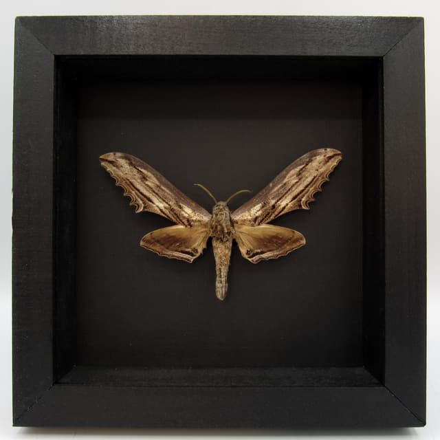 Real Giant Apple Hawkmoth framed taxidermy - Langia zenzeroides