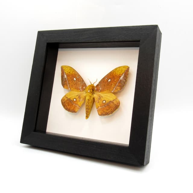 Rare Saturn moth framed taxidermy - Eacles ducalis