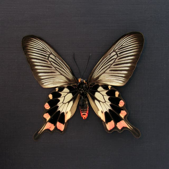 Real pink Swallowtail butterfly framed taxidermy - Pachliopta oreon - female