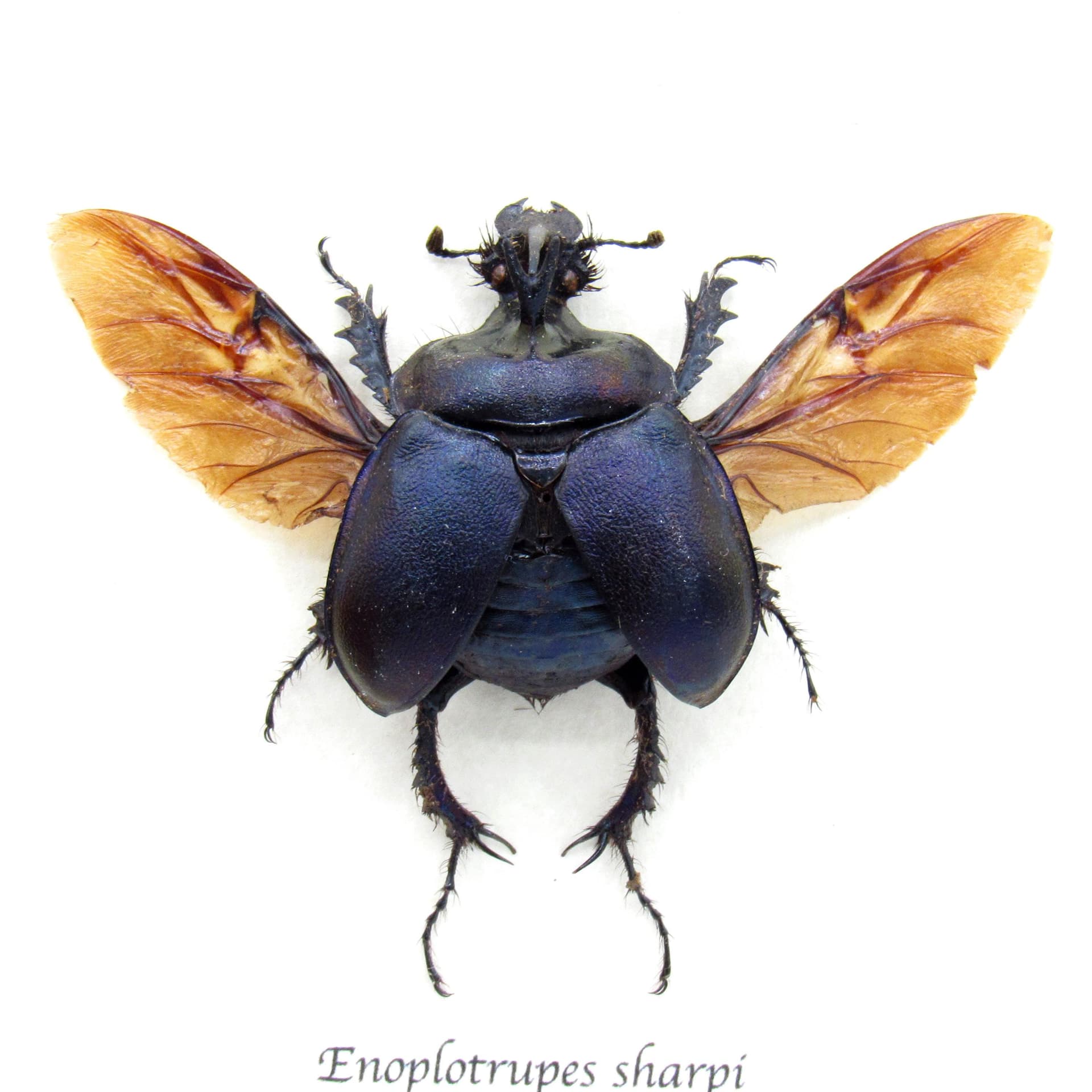 Real purple dung beetle framed taxidermy - Enoplotrupes sharpi