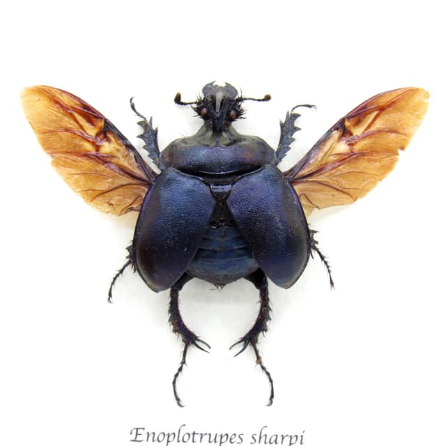 Real purple dung beetle framed taxidermy - Enoplotrupes sharpi