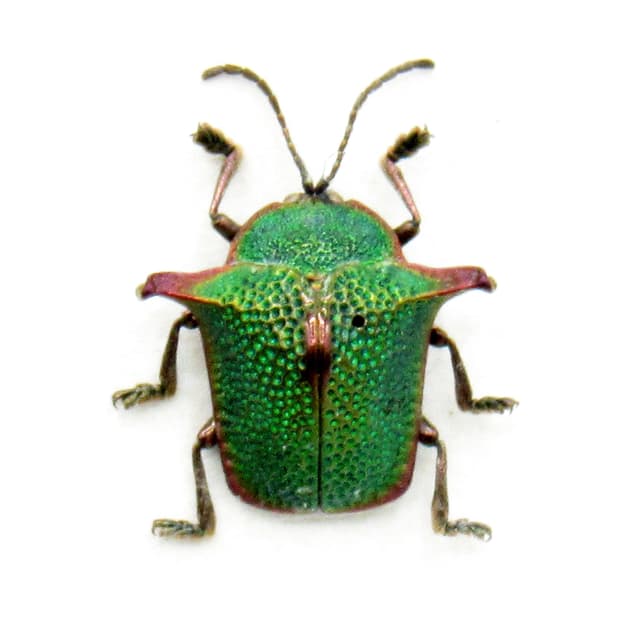Rare green Tortoise beetle framed specimen - Omocerus insculptus