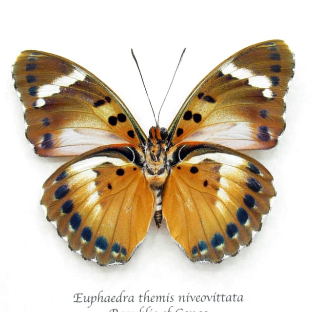 Rare Iridescent Bronze Forester butterfly framed specimen - Euphaedra themis niveovittata