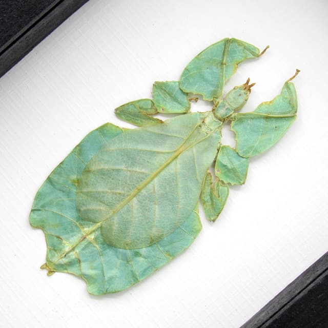 Real Walking Leaf insect framed taxidermy - Phyllium pulchrifolium - female