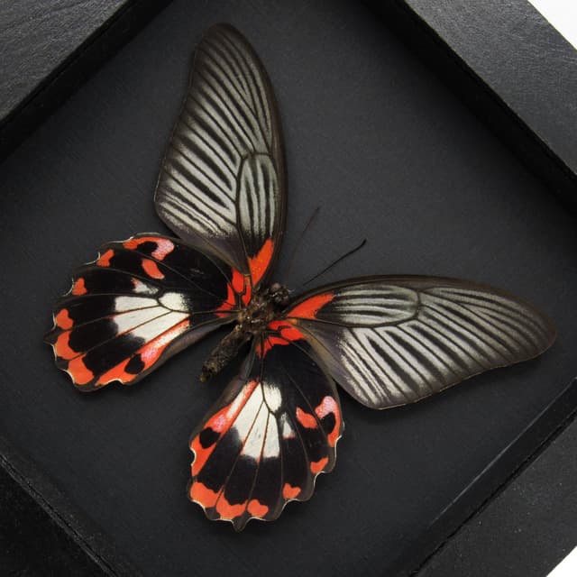 Large red Swallowtail butterfly framed taxidermy - Papilio rumanzovia - female