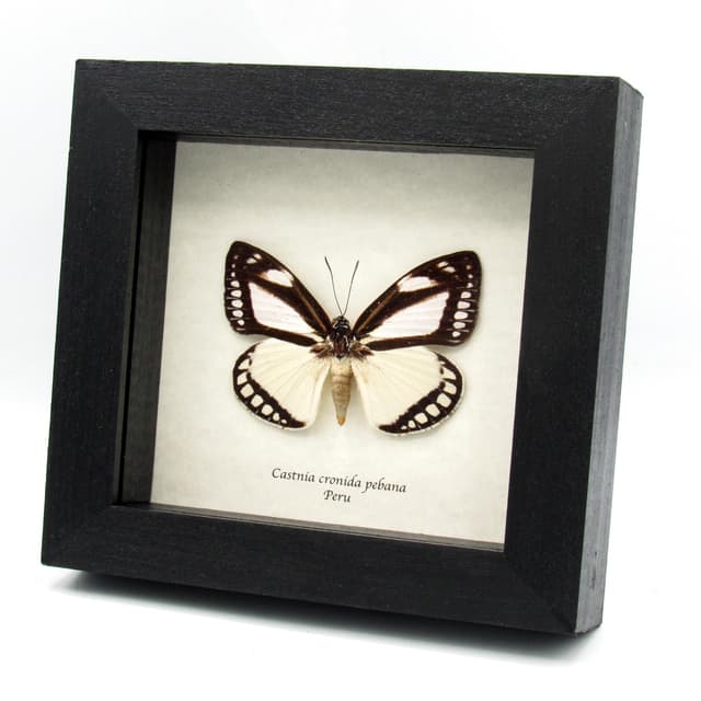 Rare Castnia moth framed taxidermy - Castnia cronida pebana