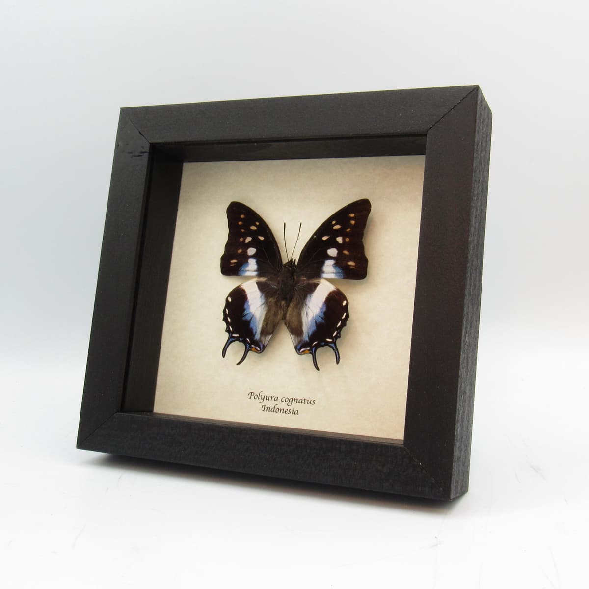 Real blue tailed butterfly framed taxidermy - Polyura cognatus