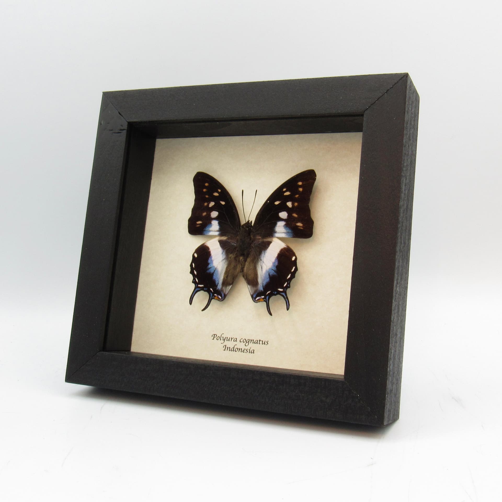 Real blue tailed butterfly framed taxidermy - Polyura cognatus