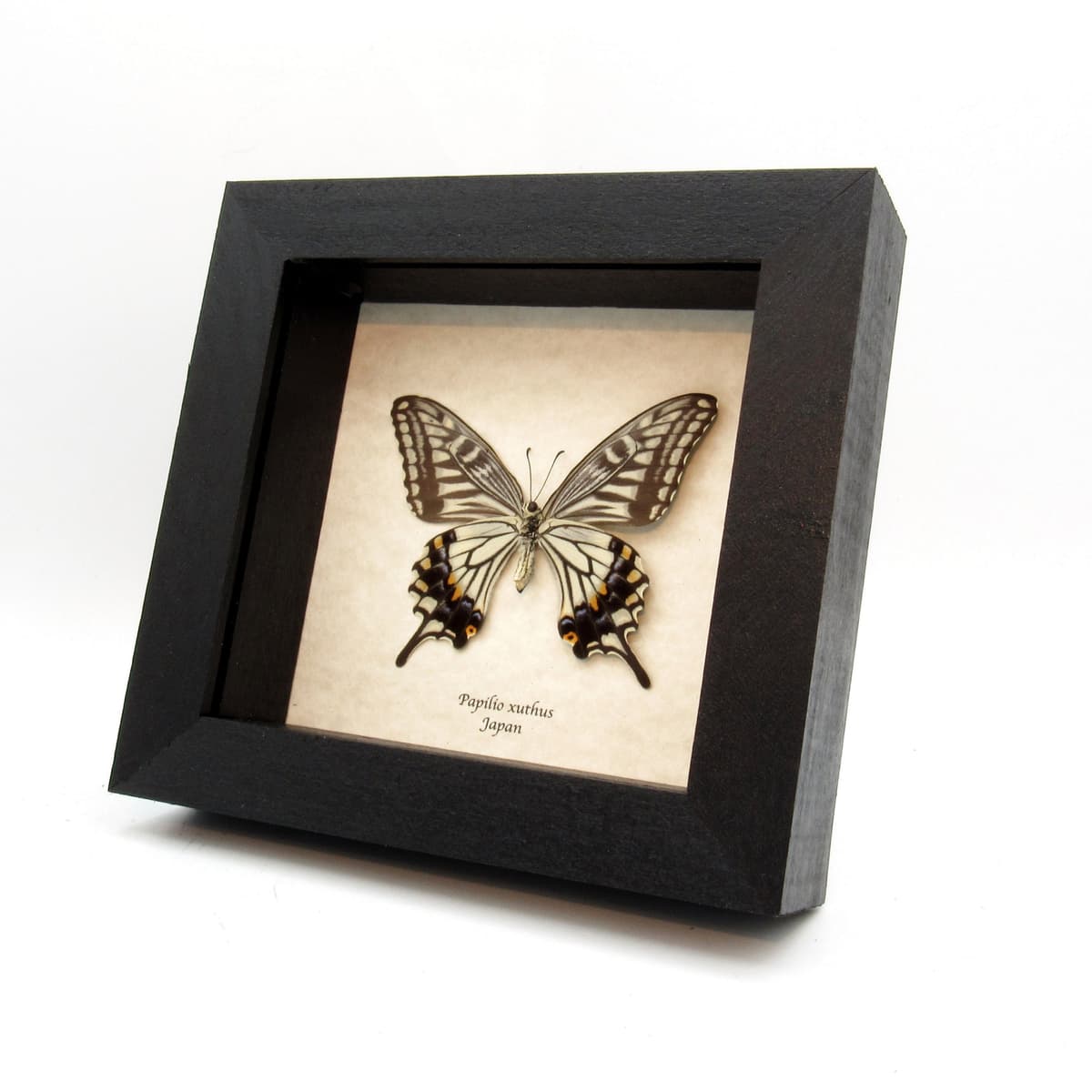 Real Swallowtail butterfly framed taxidermy - Papilio xuthus - female