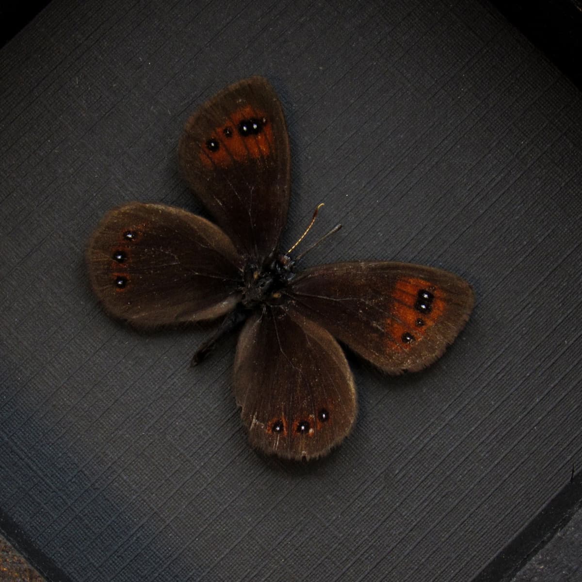 Real Satyr butterfly framed taxidermy - Erebia melancholica