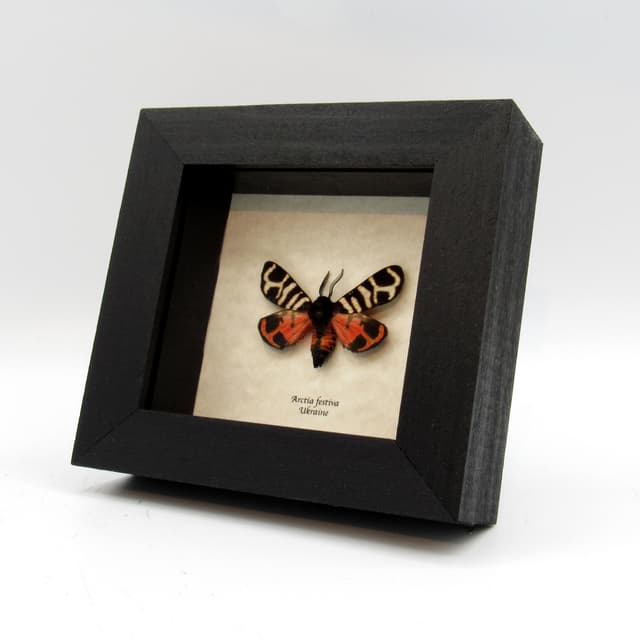 Real tiger moth framed taxidermy - Arctia festiva