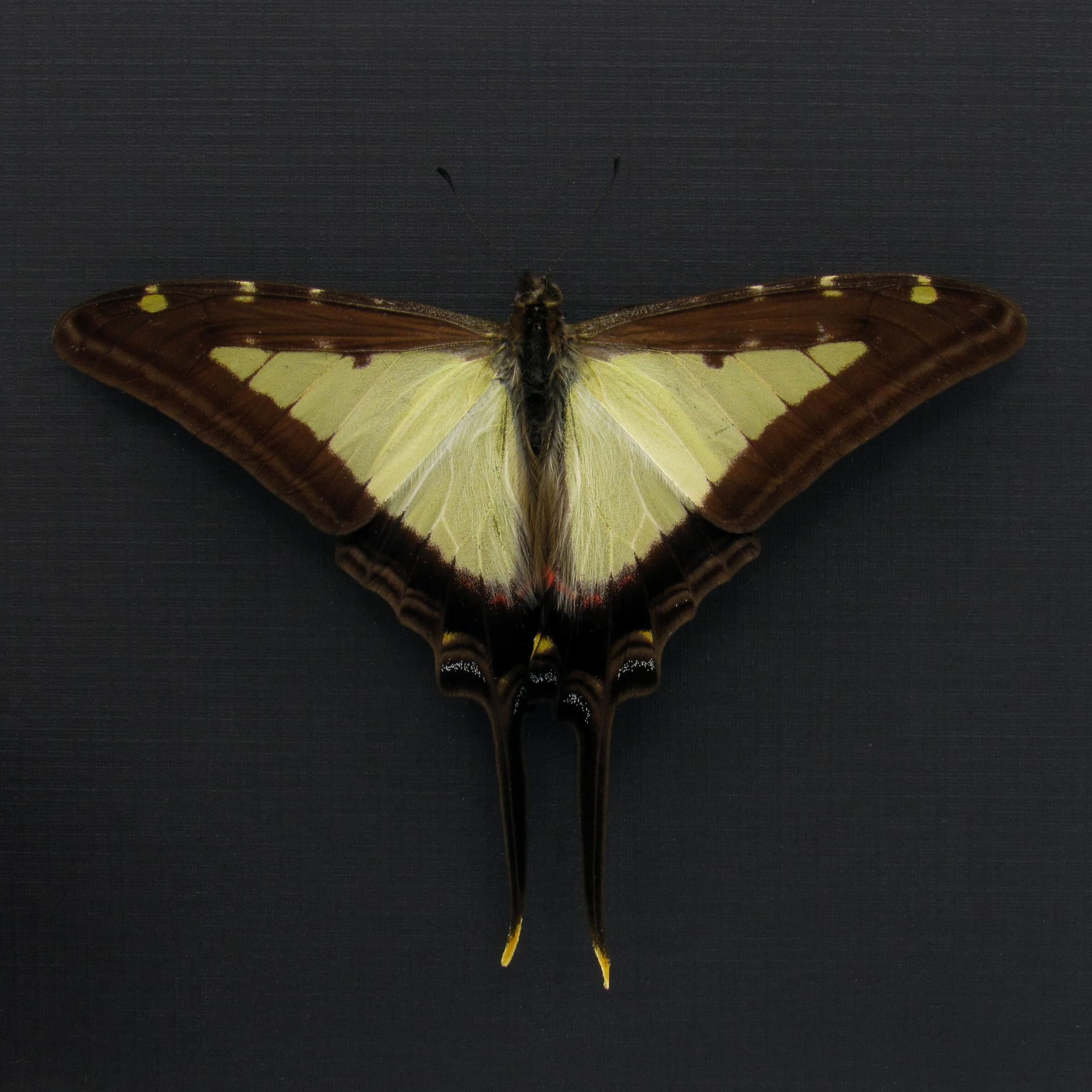 Real Kite butterfly framed taxidermy - Protographium leucaspis - Victorian mount