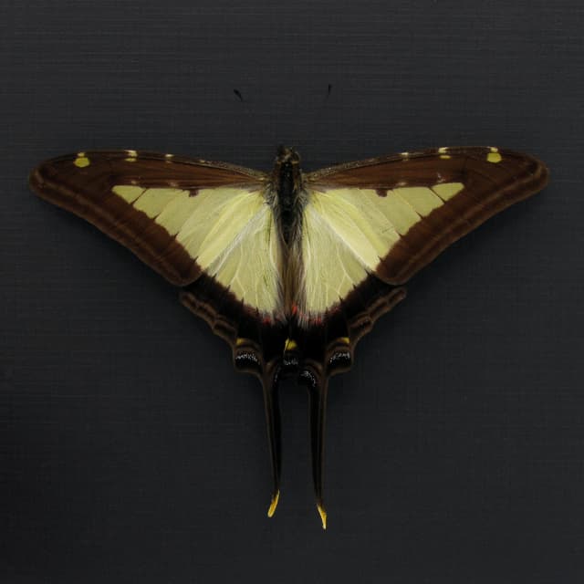 Real Kite butterfly framed taxidermy - Protographium leucaspis - Victorian mount