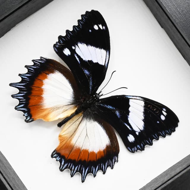 Real framed taxidermy butterfly - Hypolimnas dexithea