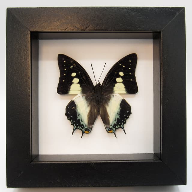 Real framed taxidermy butterfly - Polyura pyrrhus