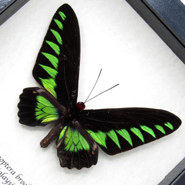 Real XL green Birdwing butterfly framed taxidermy - Trogonoptera brookiana - minor damage