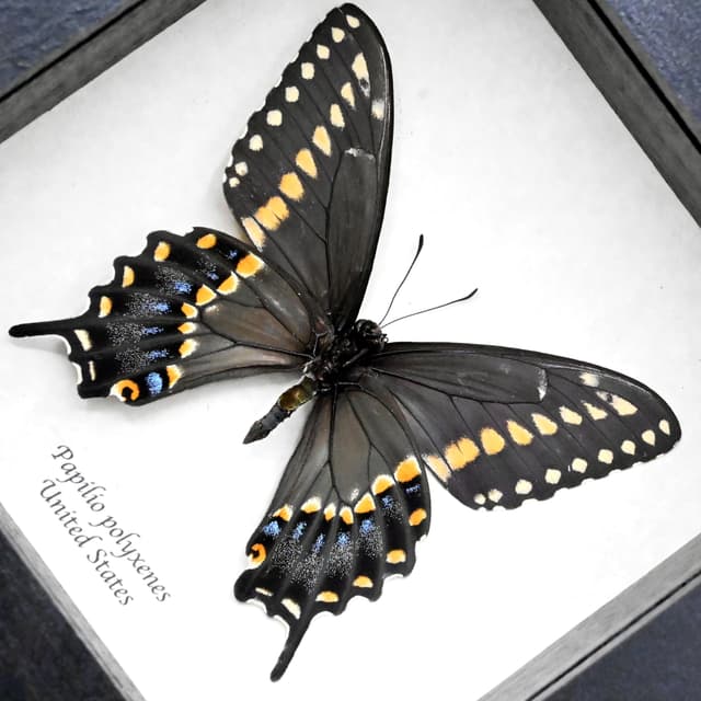 Real Eastern Black Swallowtail butterfly framed taxidermy - Papilio polyxenes