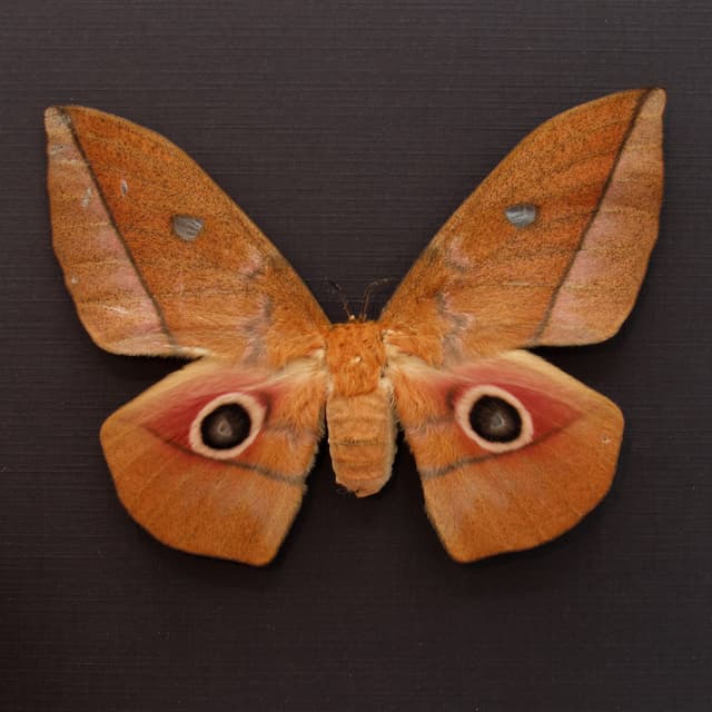 Real Emperor moth framed taxidermy - Lobobunaea acetes - female