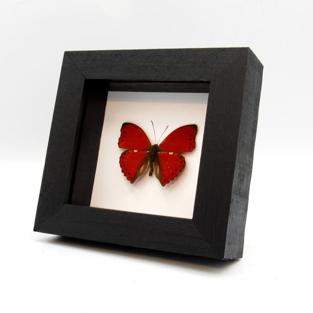 Real Red Glider butterfly framed taxidermy - Cymothoe excelsa