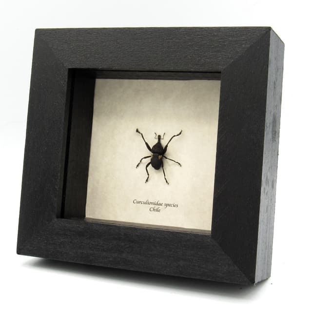 Real Weevil framed beetle taxidermy - Curculionidae species
