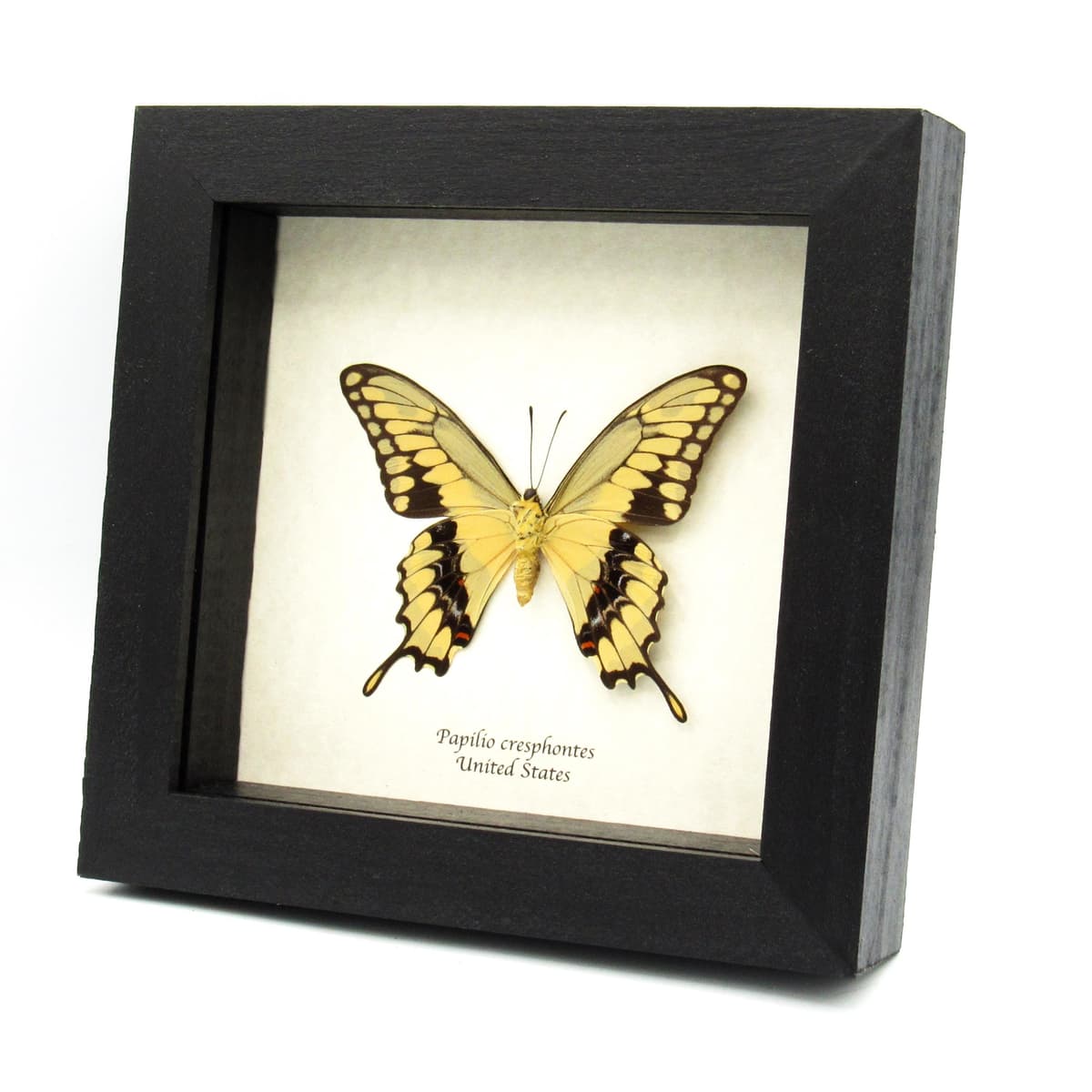 Real framed yellow Swallowtail butterfly taxidermy - Papilio cresphontes