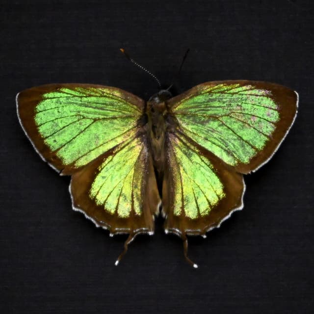 Real iridescent green Hairstreak butterfly framed taxidermy - Chrysozephyrus hisamatsusanus - Victorian mount
