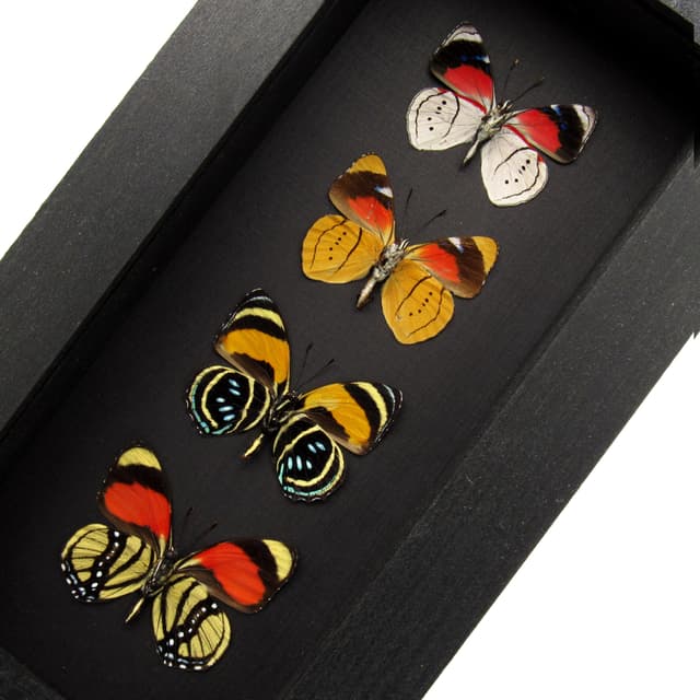 Real framed colorful Amazonian butterfly specimen collection