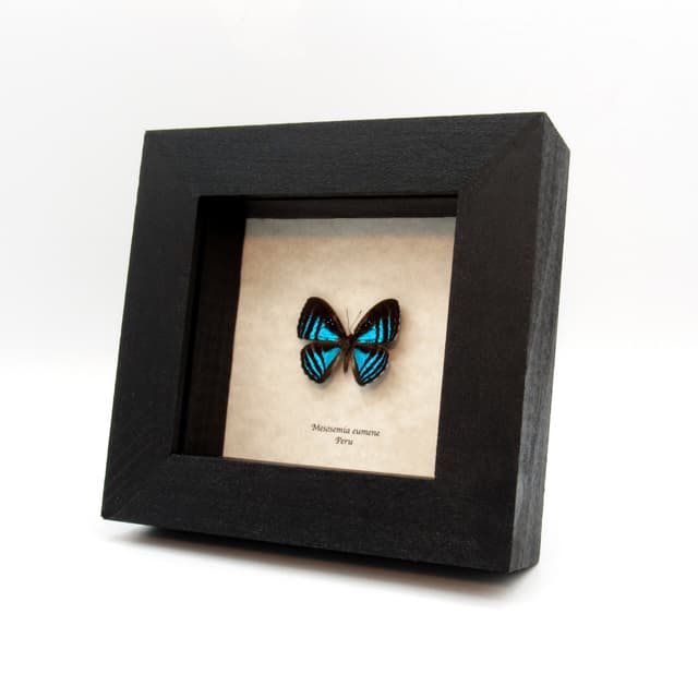 Rare blue Metalmark butterfly framed taxidermy - Mesosemia eumene