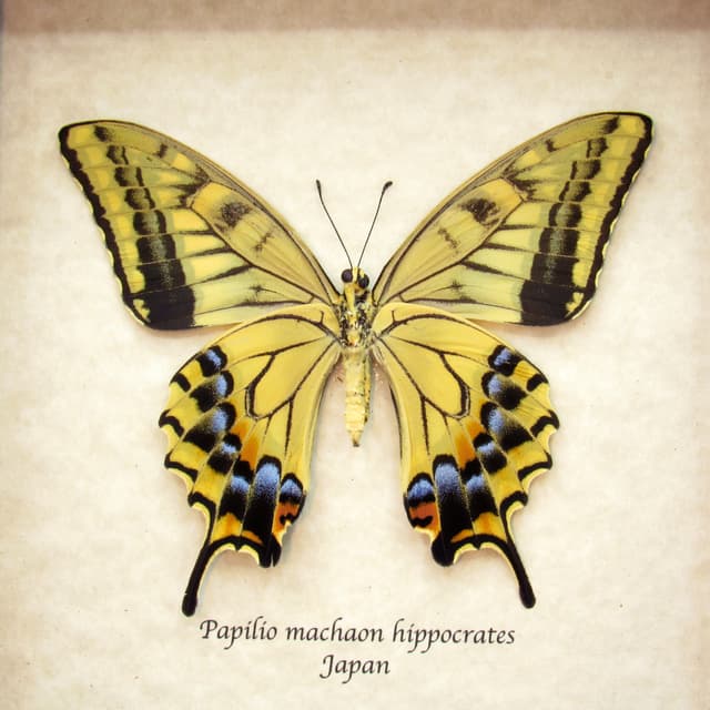Rare XL Old World Swallowtail butterfly framed taxidermy - Papilio machaon hippocrates - summer form female