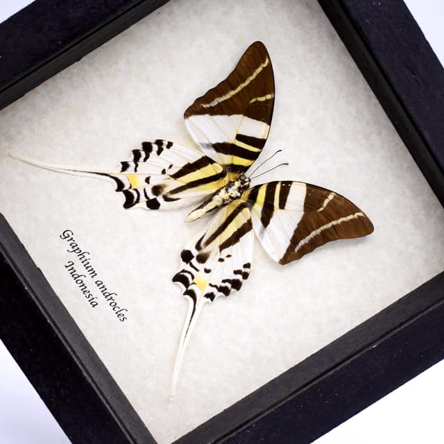 Real Giant Swordtail butterfly framed taxidermy - Graphium androcles