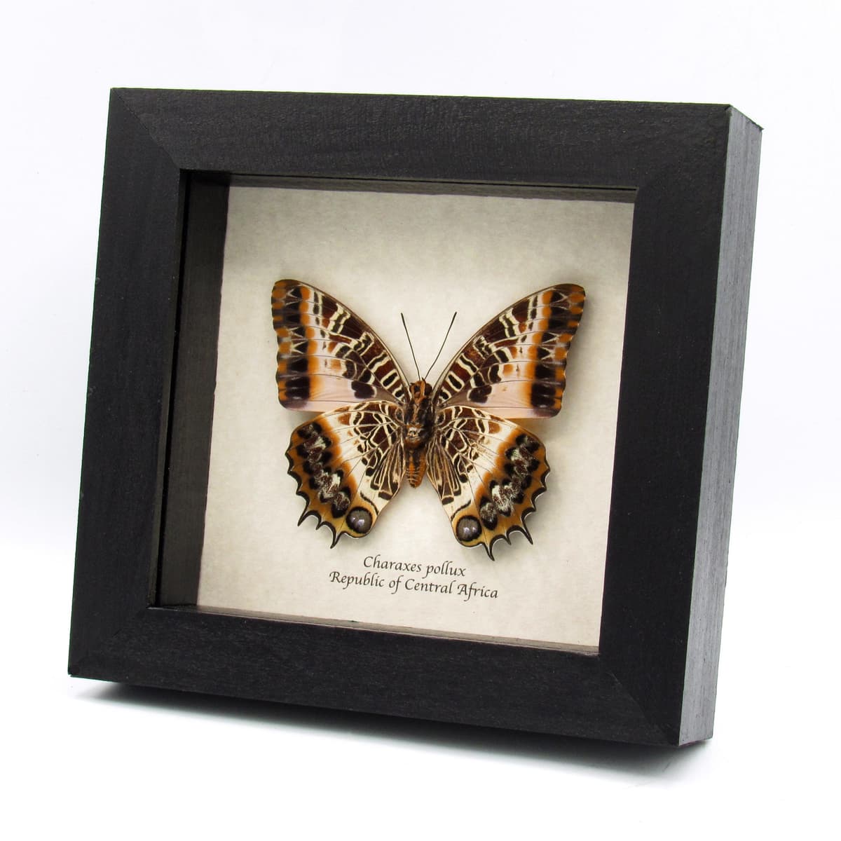 Real large Black-bordered Charaxes butterfly framed taxidermy - Charaxes pollux - female
